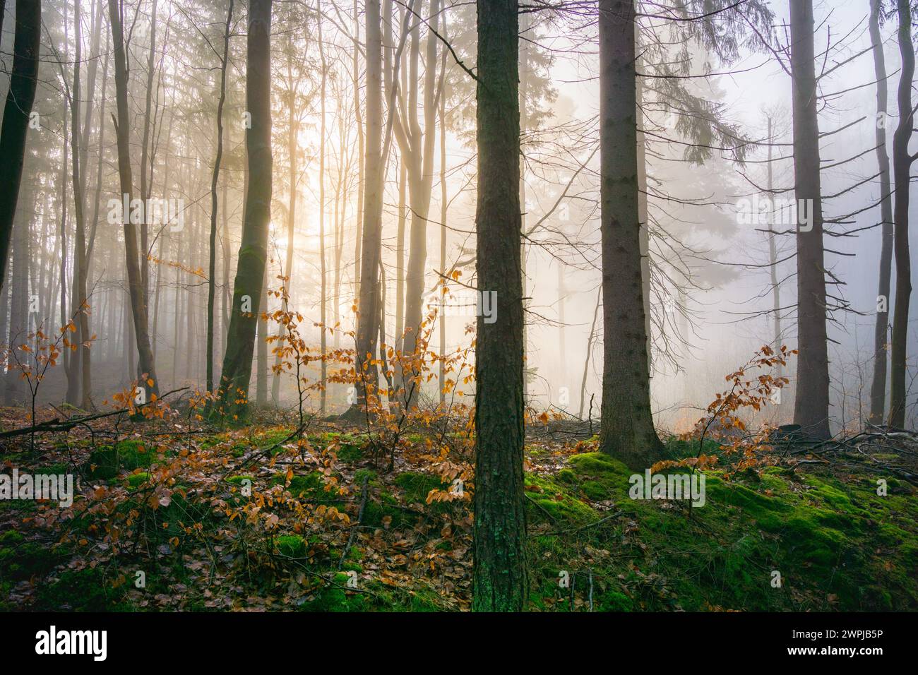 An atmospheric image depicting a serene forest landscape bathed in the golden glow of morning mist Stock Photo