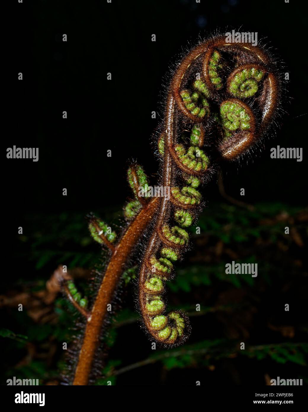 Silhouette of a new fern frond called a koru just starting to unfurl into a new leaf, Aotearoa / New Zealand. Stock Photo