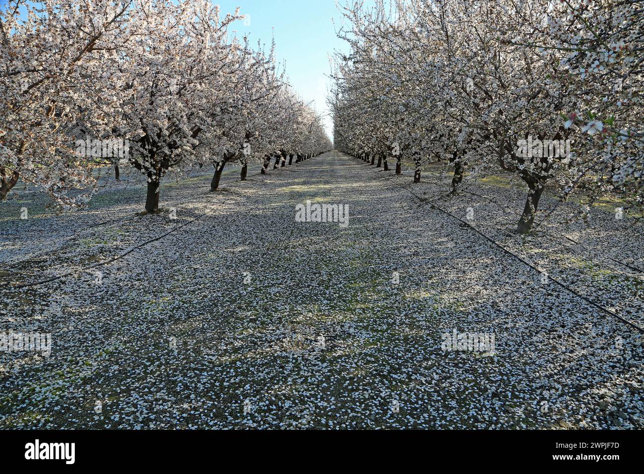 Landscape in Almond orchard - Fresno, California Stock Photo