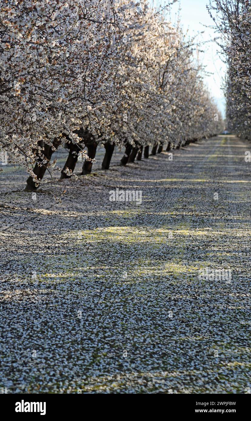 Almond orchard vertical - Fresno, California Stock Photo