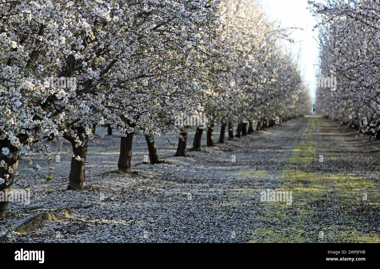 Alley with almond trees - Almond orchard - Fresno, California Stock Photo