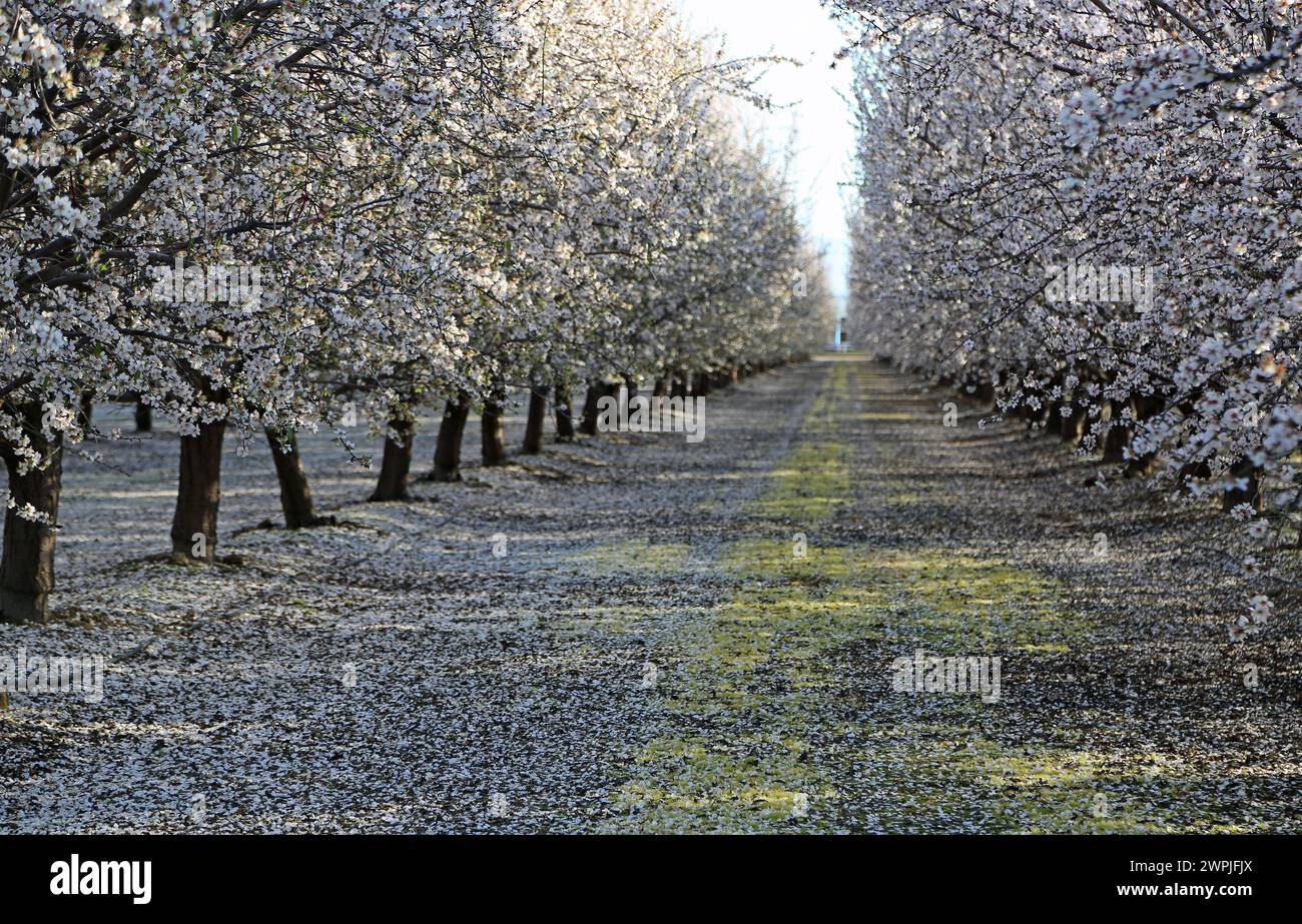 Almond trees alley - Fresno, California Stock Photo