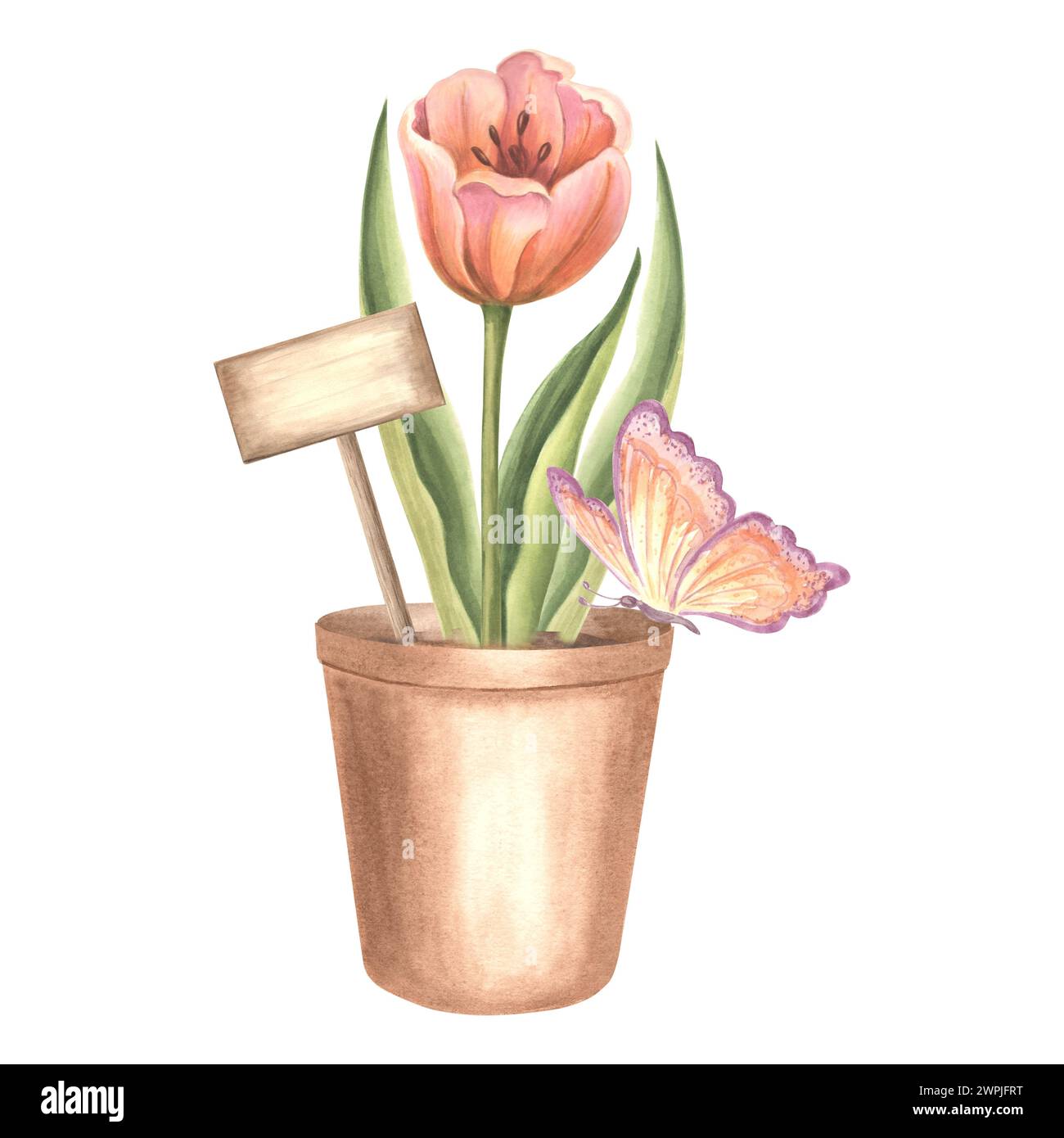 Red tulip in flower pot with sign and butterfly. Spring garden flower. Isolated hand drawn watercolor botany illustration. Floral drawing template for Stock Photo