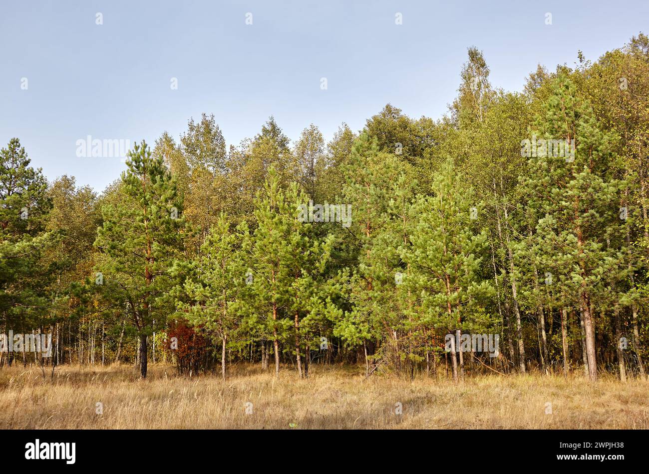 Conifer trees in the forest against a blue sky on a sunny day. Beautiful nature landscape Stock Photo