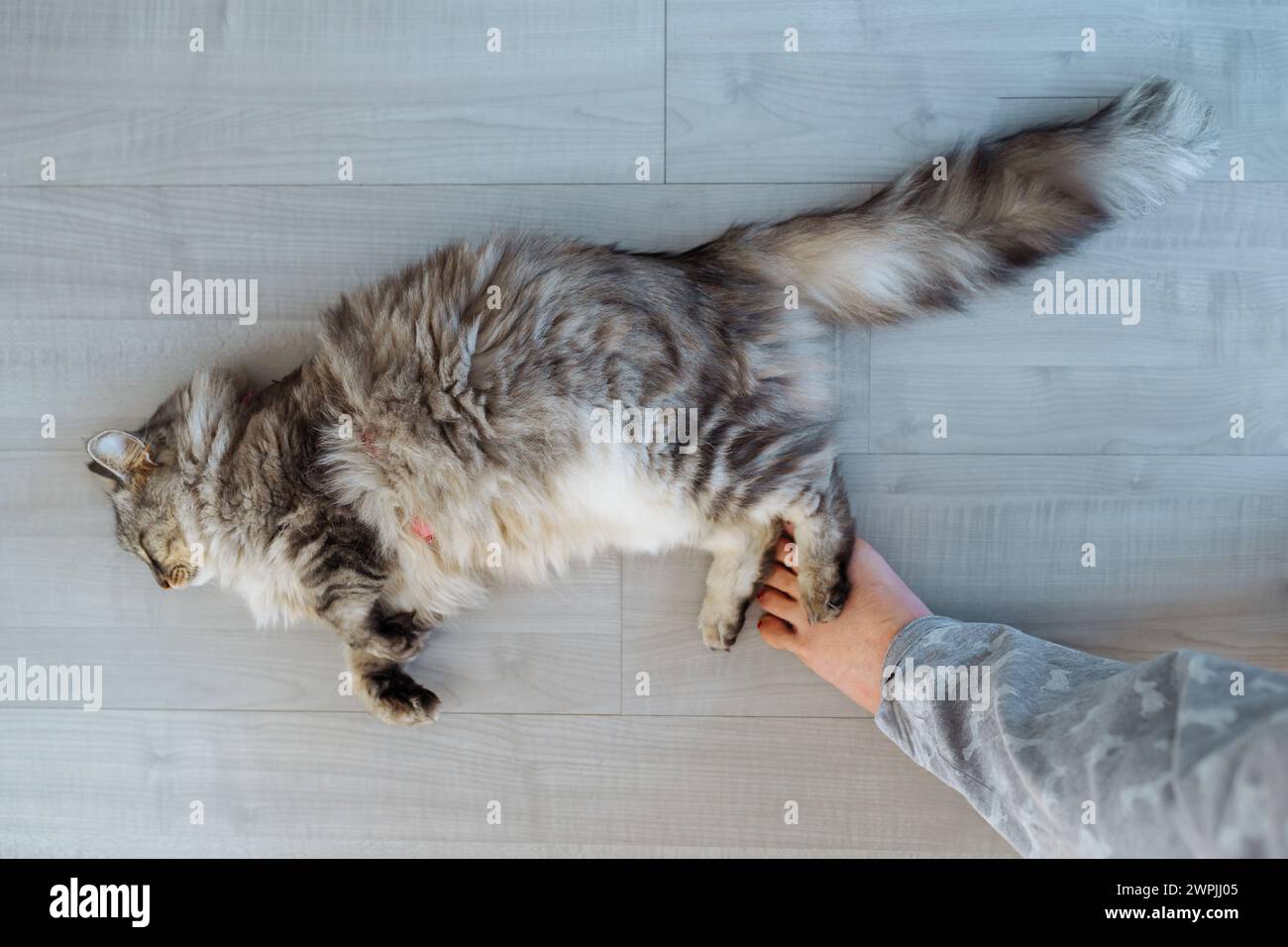 Top view cat lying on wooden gray floor, Girl's legs and pet Stock Photo