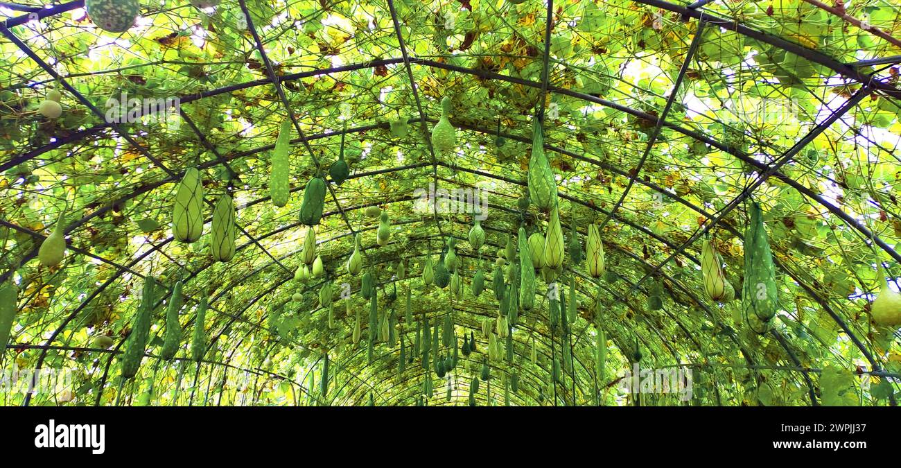 tunnel breeding house of calabash bottle gourd organic green farm Stock Photo