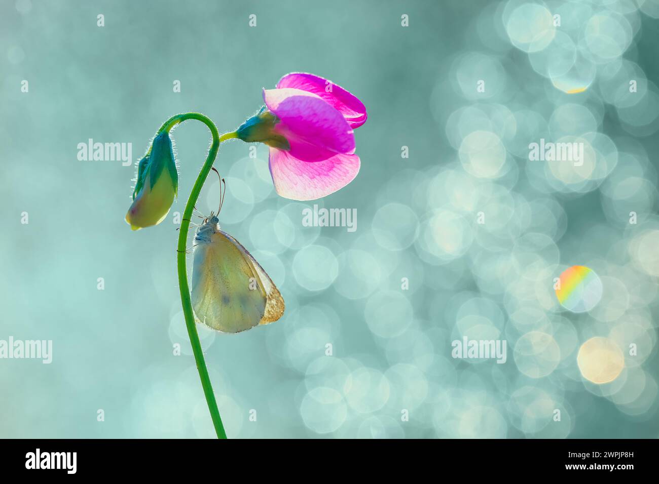 Bokeh background soft focus hi-res stock photography and images - Alamy