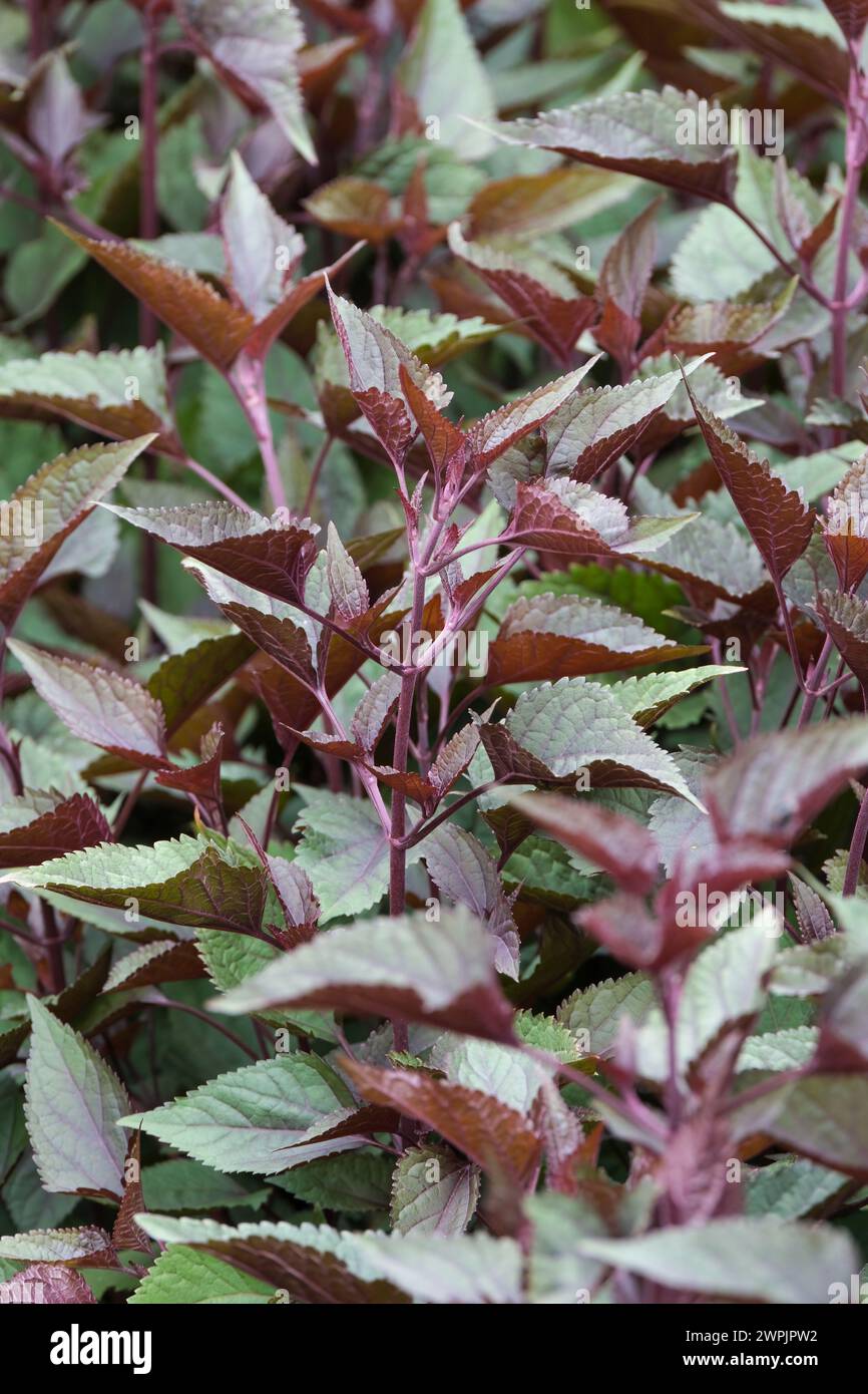 Ageratina altissima Chocolate, white snakeroot, purple stems, ovate, dark chocolate-brown tinged leaves Stock Photo