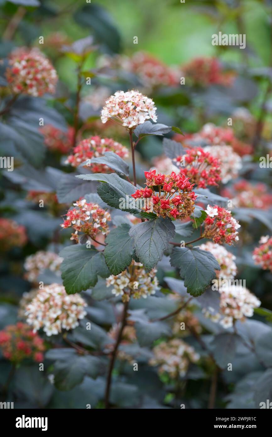 Physocarpus opulifolius Diabolo, ninebark Diabolo, clusters small white, pink-tinged flowers and red seeheads Stock Photo