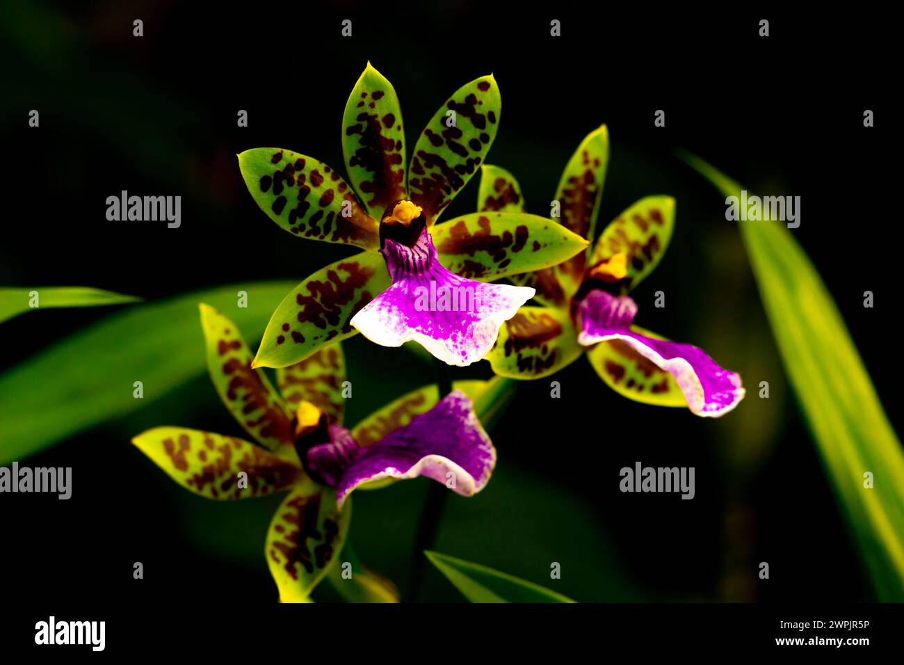 Blossom of orchid - Zygopetalum Mackayi, closeup view Stock Photo