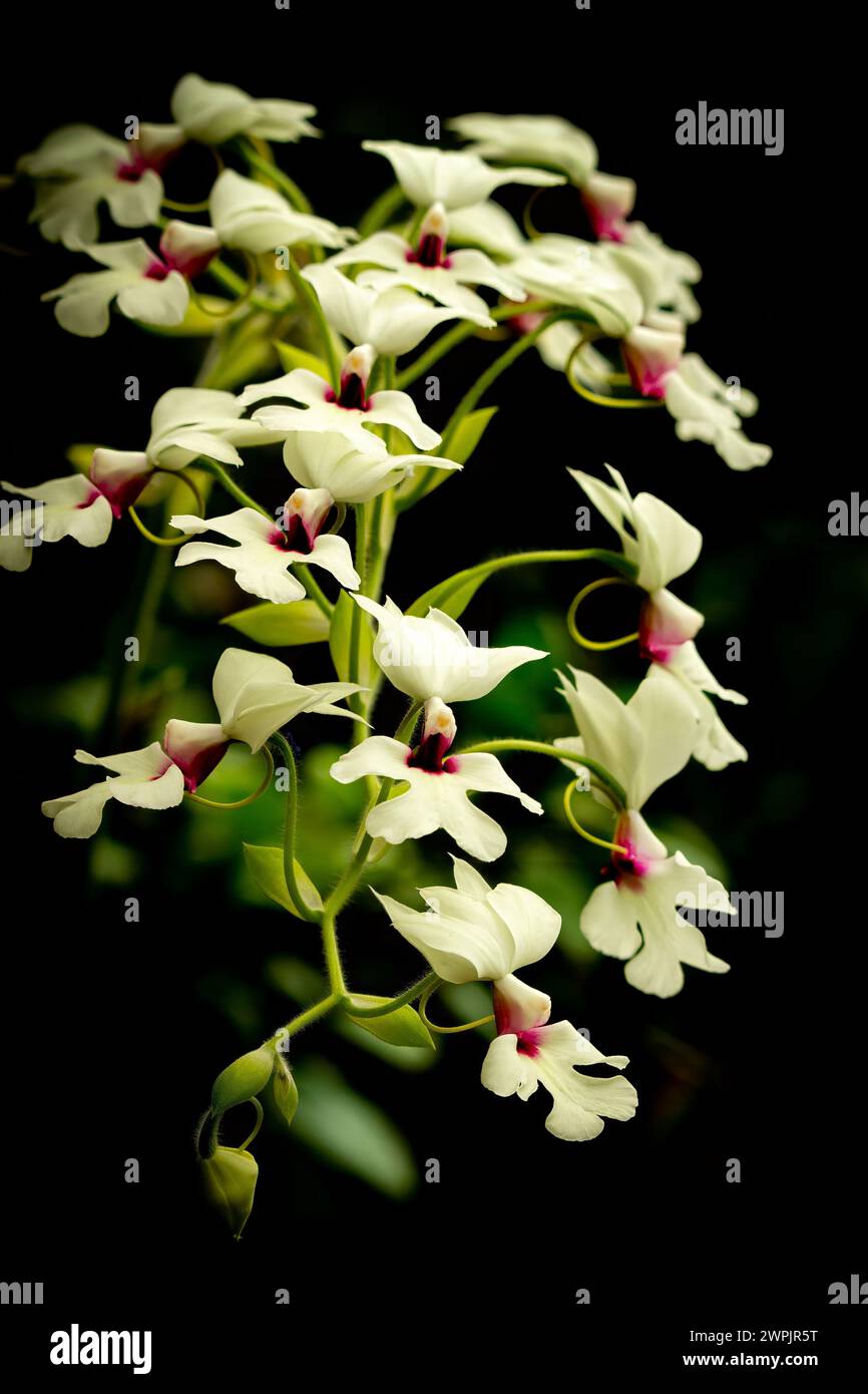 Calanthe Orchid 'William Murray' Hybrid of Calanthe vestita x williamsii Stock Photo