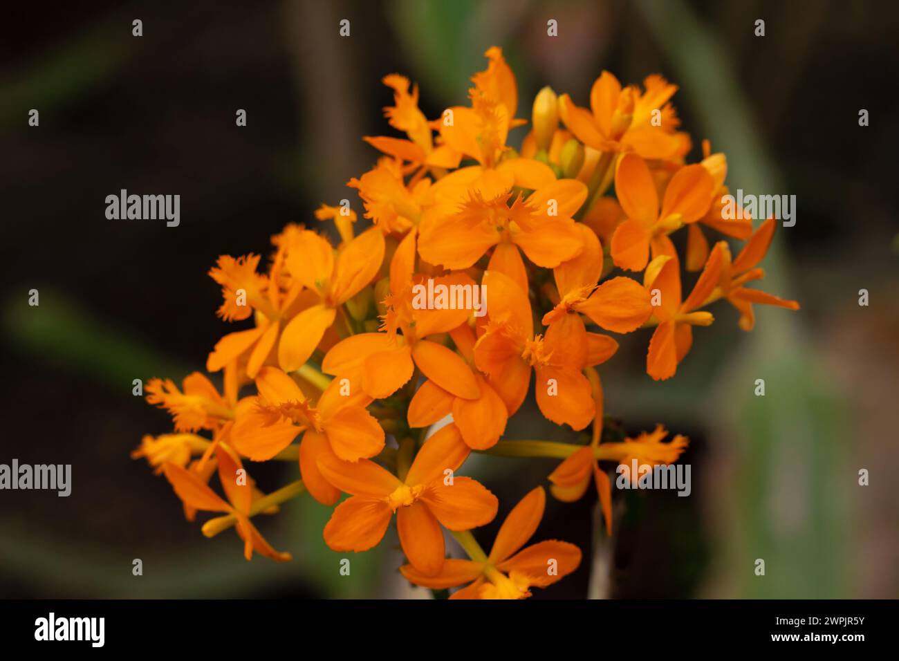Also known as Epidendrum radicans, rainbow orchid, reed-stem epidendrum, crucifix orchid Stock Photo