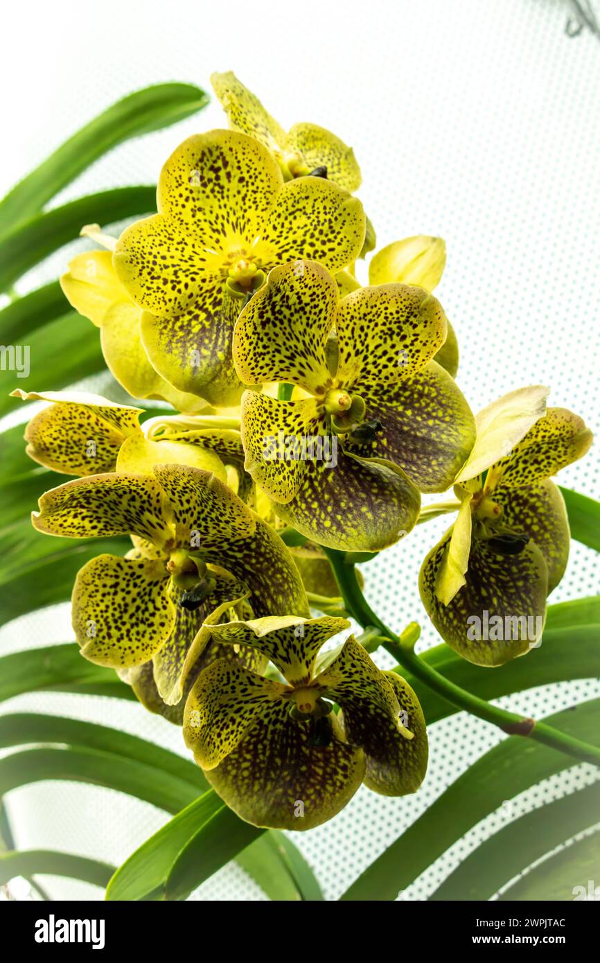 Abstract background of yellow orchids (vanda), focus of beautiful vanda flowers, on blurred natural background. Stock Photo