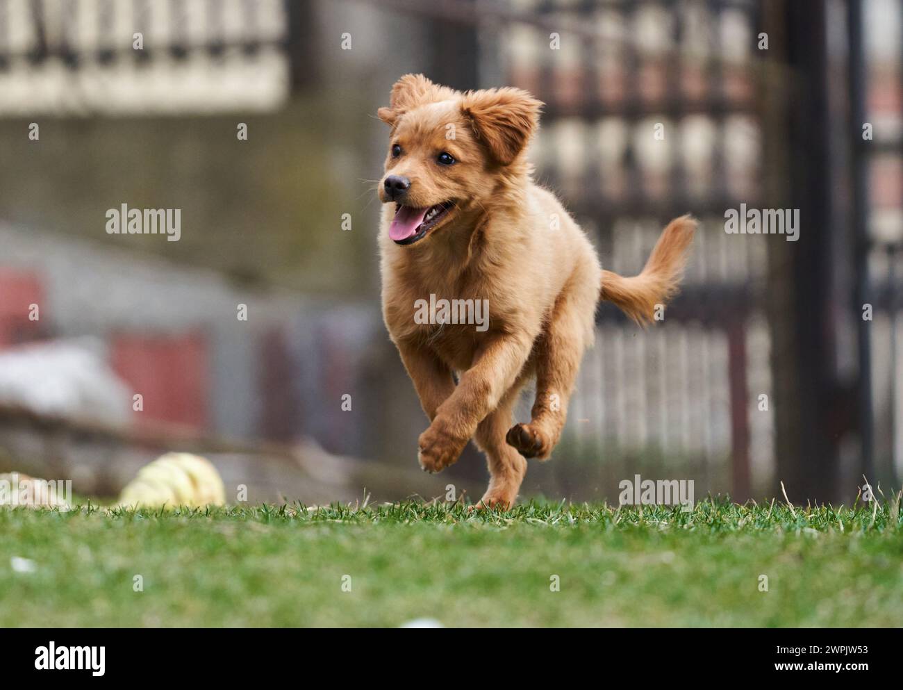 Cute little brown dog playing happy in the grass with its owners Stock ...