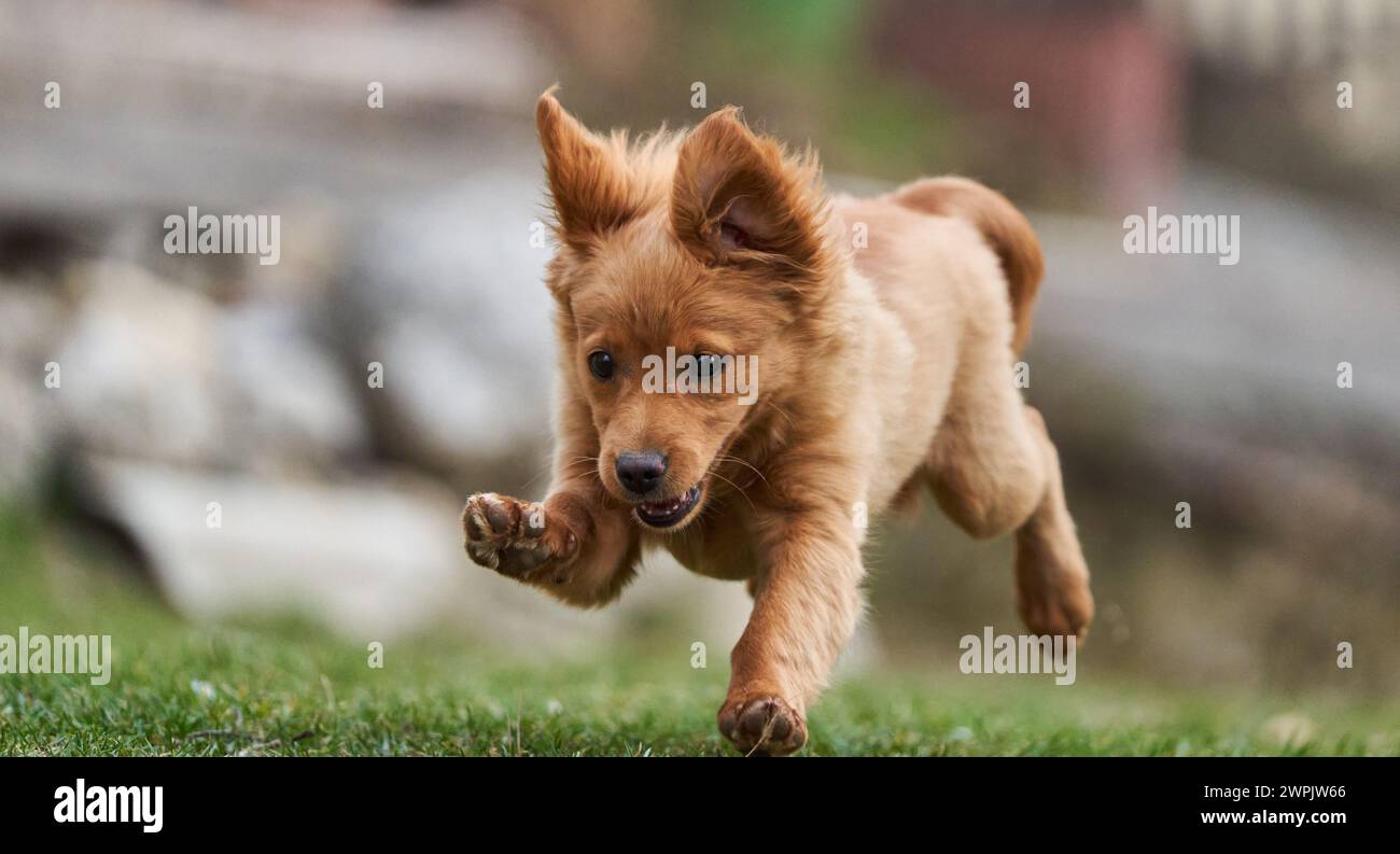 Cute little brown dog playing happy in the grass with its owners Stock ...