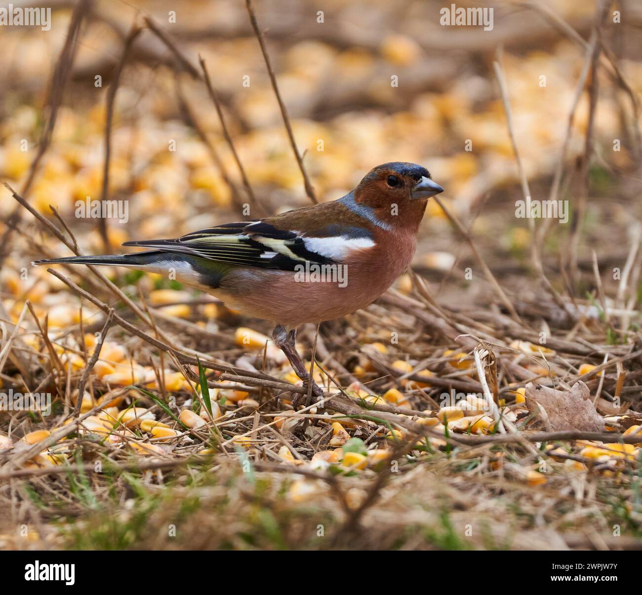 european-chaffinch-male-at-a-feeding-spot-in-the-forest-among