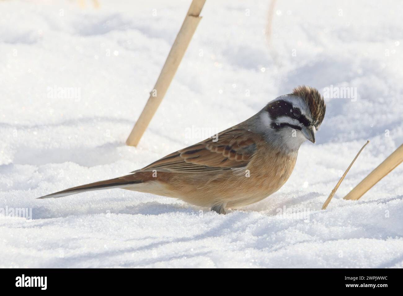 A male Meadow Bunting (Emberiza cioides) on the snow, Honshu, Japan. Stock Photo