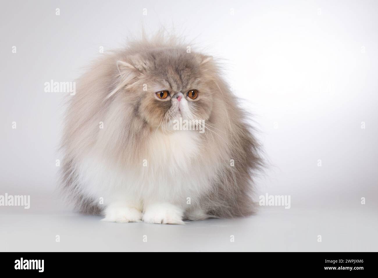 Pretty isolated Persian Cat portrait in studio Stock Photo - Alamy
