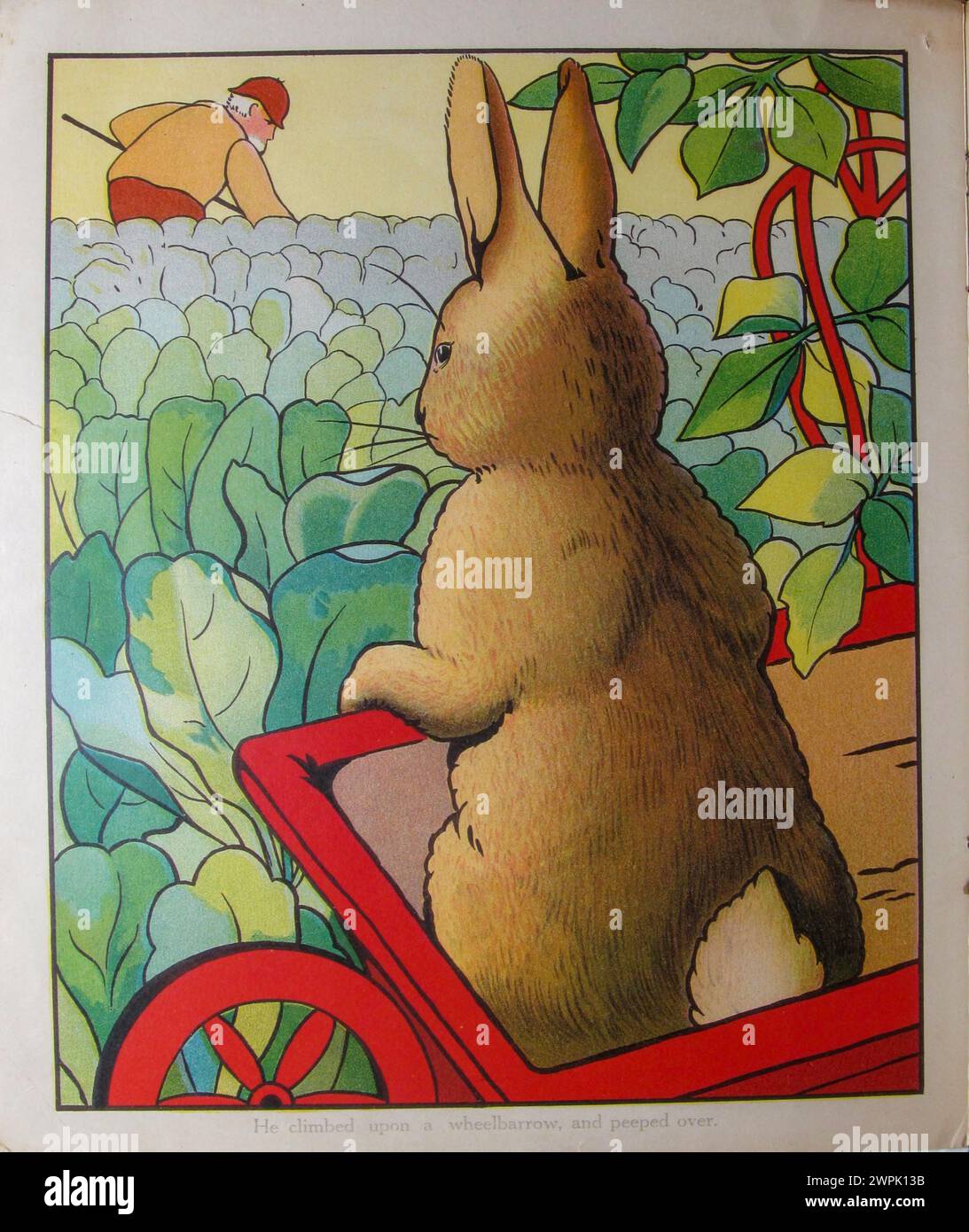 Peter climbed upon a wheelbarrow and peeped over Peter Rabbit By Beatrix Potter The Tale of Peter Rabbit is a children's book written and illustrated by Beatrix Potter that follows mischievous and disobedient young Peter Rabbit as he gets into, and is chased around, the garden of Mr. McGregor. He escapes and returns home to his mother, who puts him to bed after offering him chamomile tea. Stock Photo