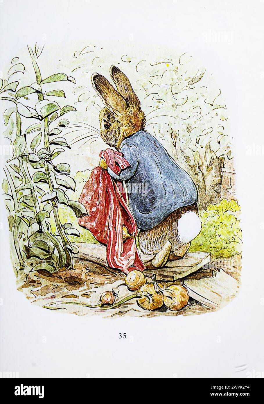 The Tale of Benjamin Bunny is a children's book written and illustrated by Beatrix Potter, and first published by Frederick Warne & Co. in September 1904. The book is a sequel to The Tale of Peter Rabbit (1902), and tells of Peter's return to Mr. McGregor's garden with his cousin Benjamin to retrieve the clothes he lost there during his previous adventure. Stock Photo