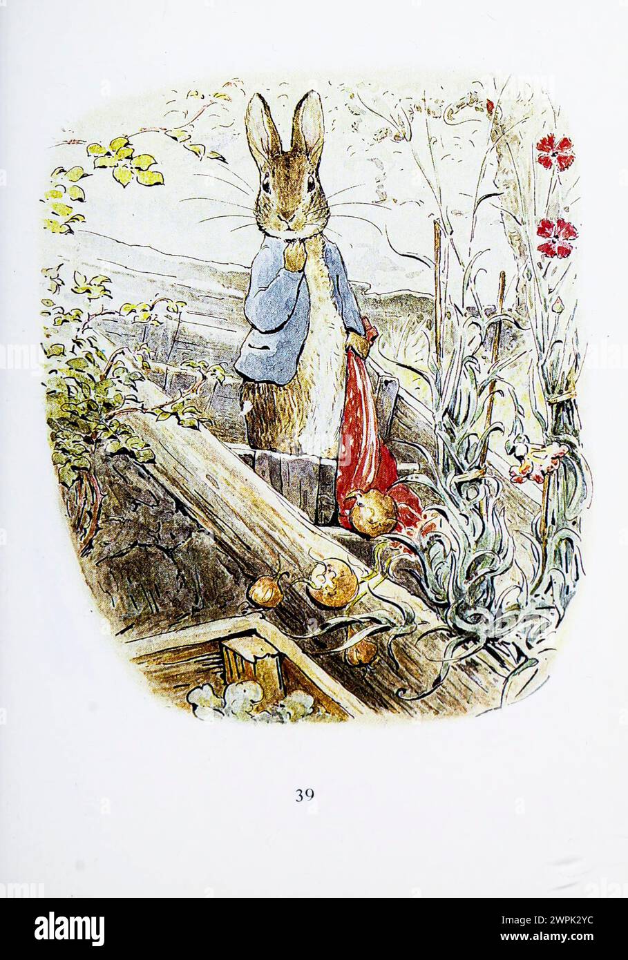 The Tale of Benjamin Bunny is a children's book written and illustrated by Beatrix Potter, and first published by Frederick Warne & Co. in September 1904. The book is a sequel to The Tale of Peter Rabbit (1902), and tells of Peter's return to Mr. McGregor's garden with his cousin Benjamin to retrieve the clothes he lost there during his previous adventure. Stock Photo