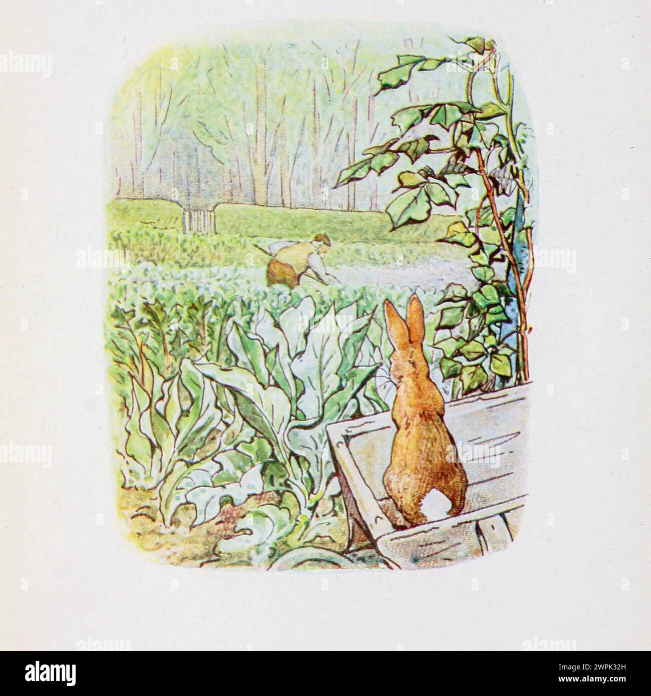 The Tale of Peter Rabbit a children's book written and illustrated by Beatrix Potter that follows mischievous and disobedient young Peter Rabbit as he gets into, and is chased around, the garden of Mr. McGregor. He escapes and returns home to his mother, who puts him to bed after offering him chamomile tea. Stock Photo