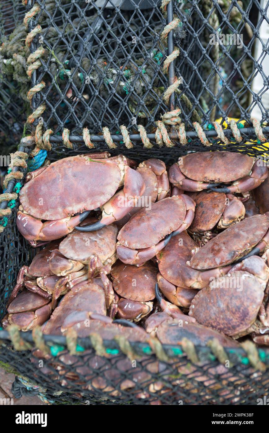 UK, Scotland, Oban, fresh crabs on sale along the waterfront. Stock Photo