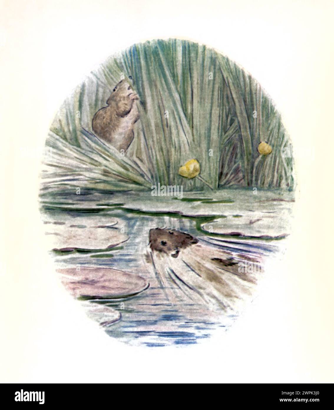 The tale of Mr. Jeremy Fisher by Beatrix Potter, The Tale of Mr. Jeremy Fisher is a children's book, written and illustrated by Beatrix Potter. It was published by Frederick Warne & Co. in July 1906. Jeremy Fisher is a frog that lives in a 'slippy-sloppy' house at the edge of a pond. During one rainy day, he collects worms for fishing and sets off across the pond on his lily-pad boat. He plans to invite his friends for dinner if he catches more than five minnows. He encounters all sorts of setbacks to his goal, and escapes a large trout who tries to swallow him. He swims for shore, decides he Stock Photo