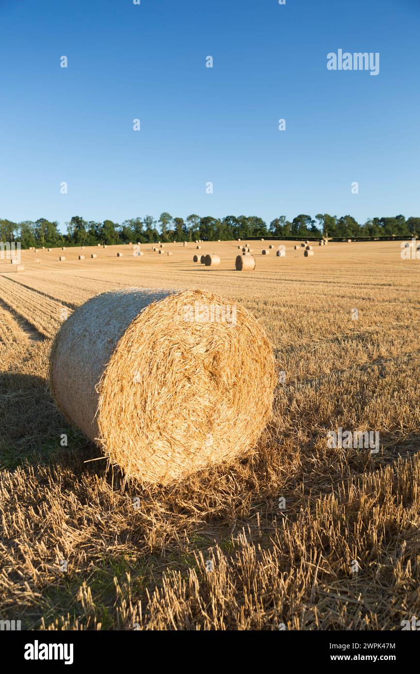 UK, Northumberland,  Hay bails in the Dalby Forest. Stock Photo