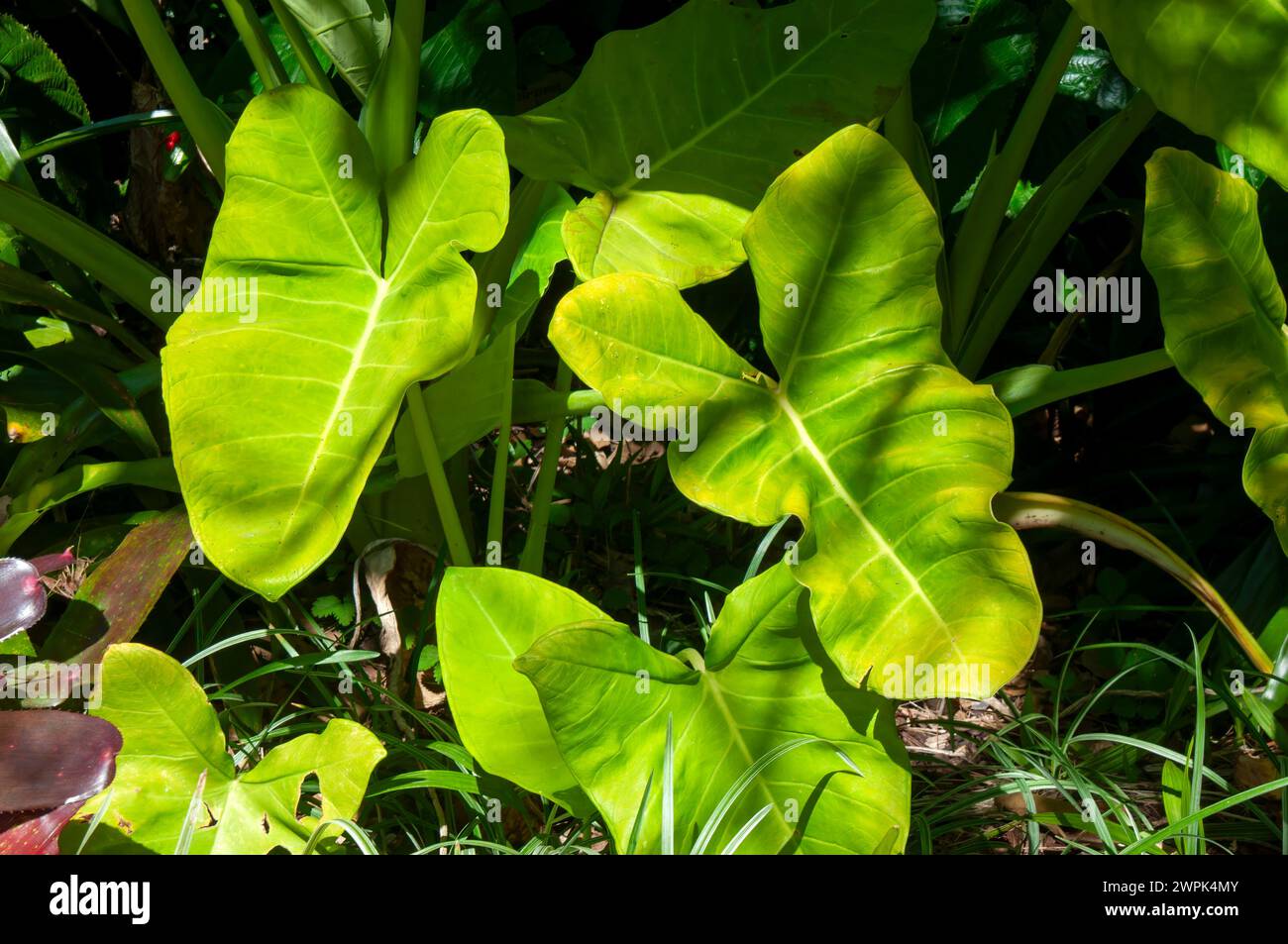 Sydney Australia, leaves of a  xanthosoma sagittifolium or golden arrowleaf elephant's ear in sunshine Stock Photo