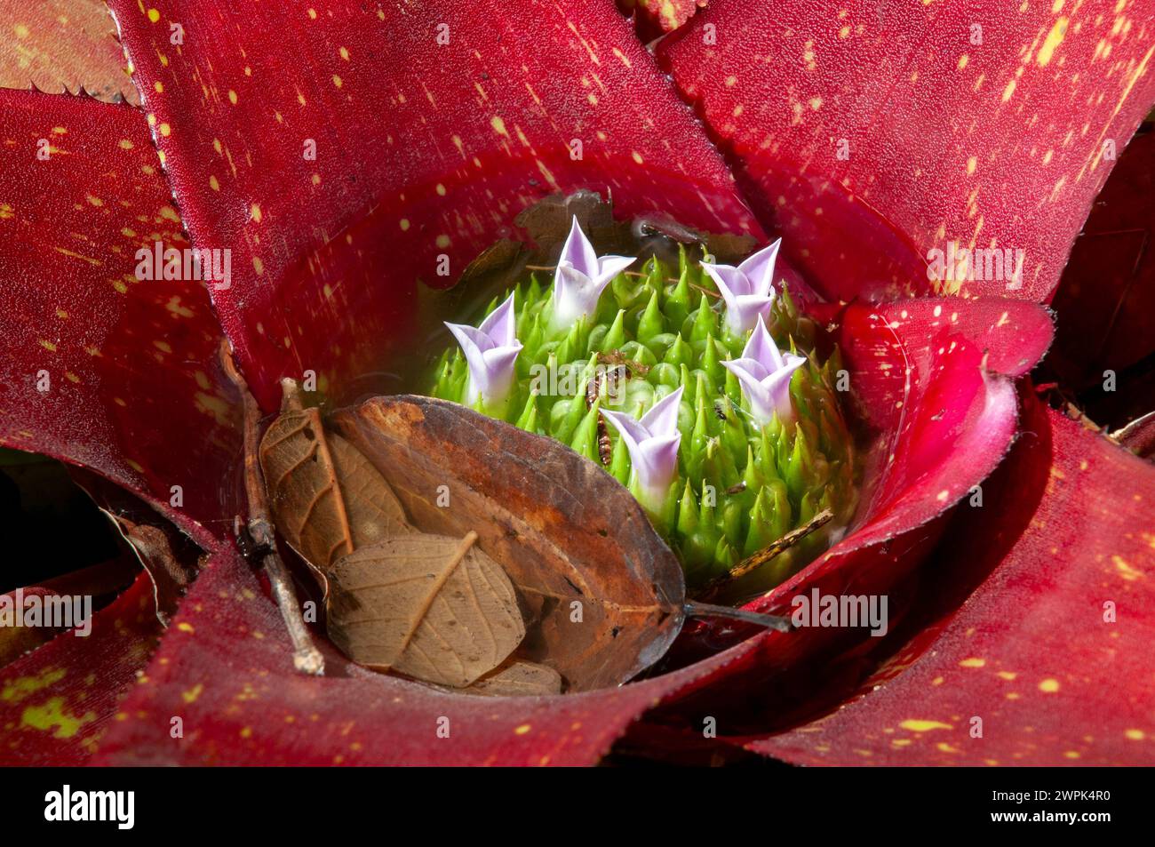 Sydney Australia, pink leaves and tank with flowers of a blushing bromeliad Stock Photo
