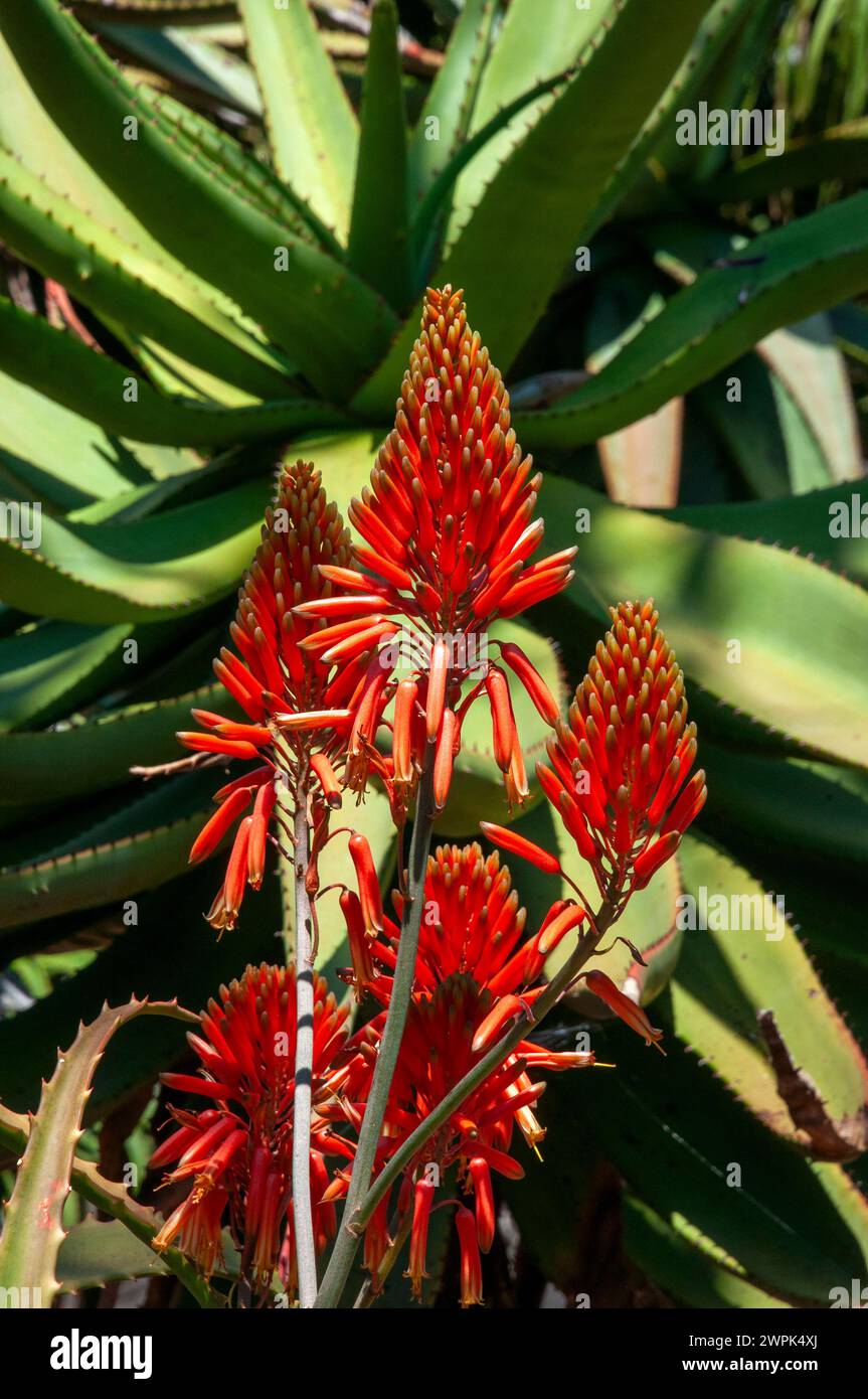 Sydney Australia, flower heads of a Aloe cryptopoda plant Stock Photo