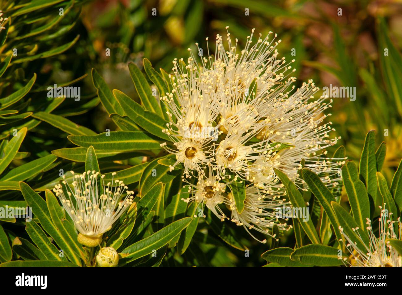 Sydney Australia, flowers of a Xanthostemon verticillatus or Little Penda an australian native Stock Photo