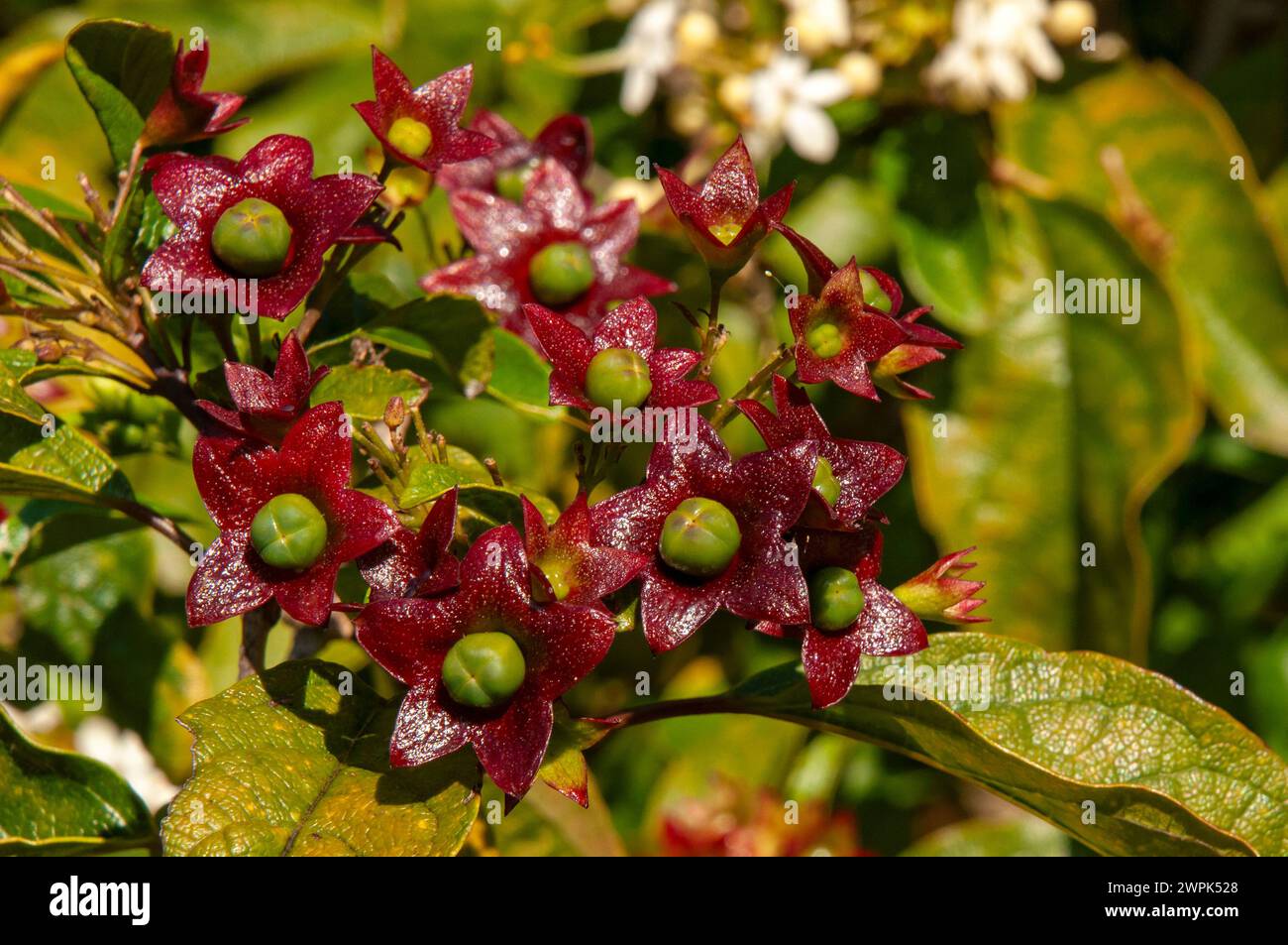 Sydney Australia, berries, berry, branch, bush, clerodendrum ...