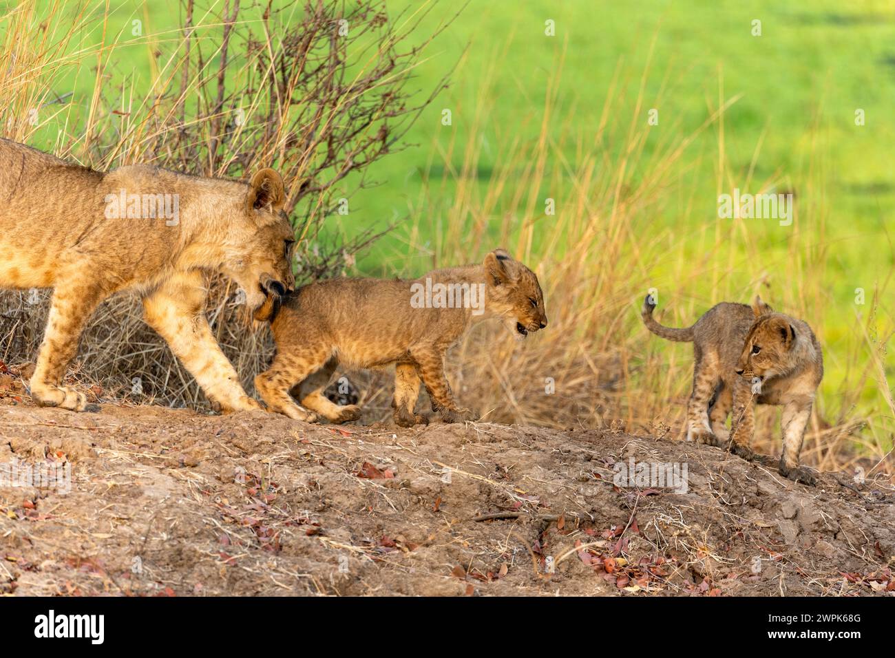 A lioness (Panthera leo) with her two cubs walking in South Luangwa ...