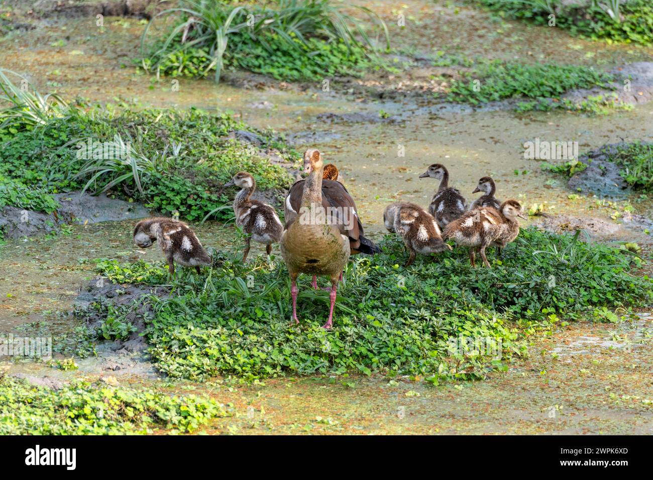 A female Egyptian goose (Alopochen aegyptiaca) leads her brood (more colourful male behind) in South Luangwa National Park in Zambia, Southern Africa Stock Photo