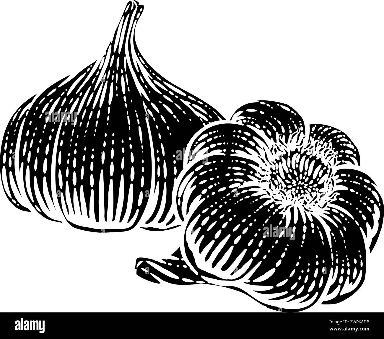 Garlic Vegetable Vintage Woodcut Illustration Stock Vector