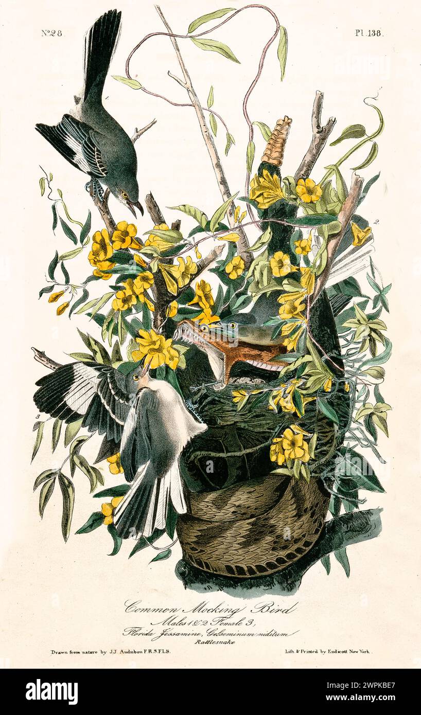 Old engraved illustration of Common mocking bird (Mymus polyglottos). Created by J.J. Audubon: Birds of America, Philadelphia, 1840 Stock Photo