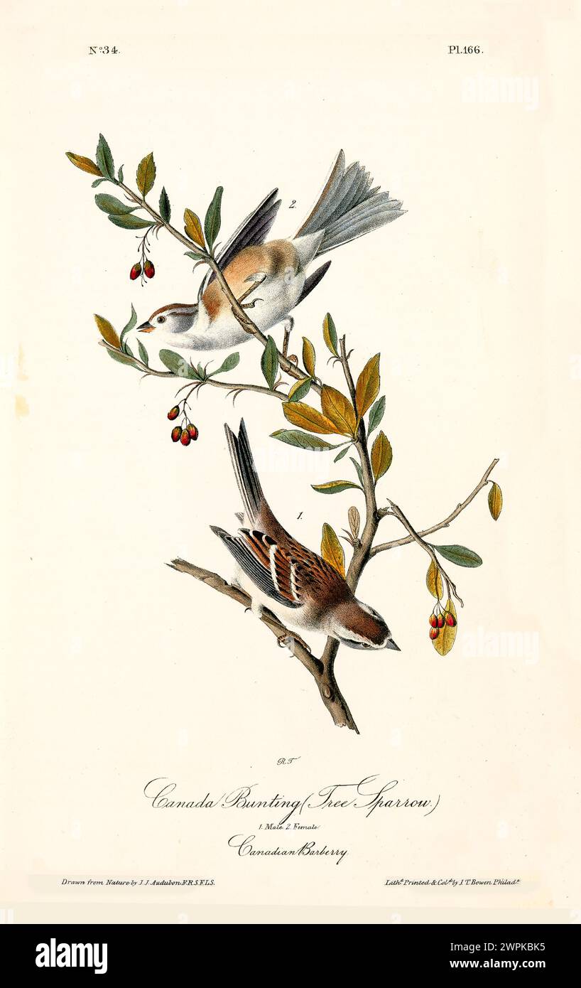 Old engraved illustration of Canada bunting or Tree sparrow (Spizelloides arborea). Created by J.J. Audubon: Birds of America, Philadelphia, 1840 Stock Photo