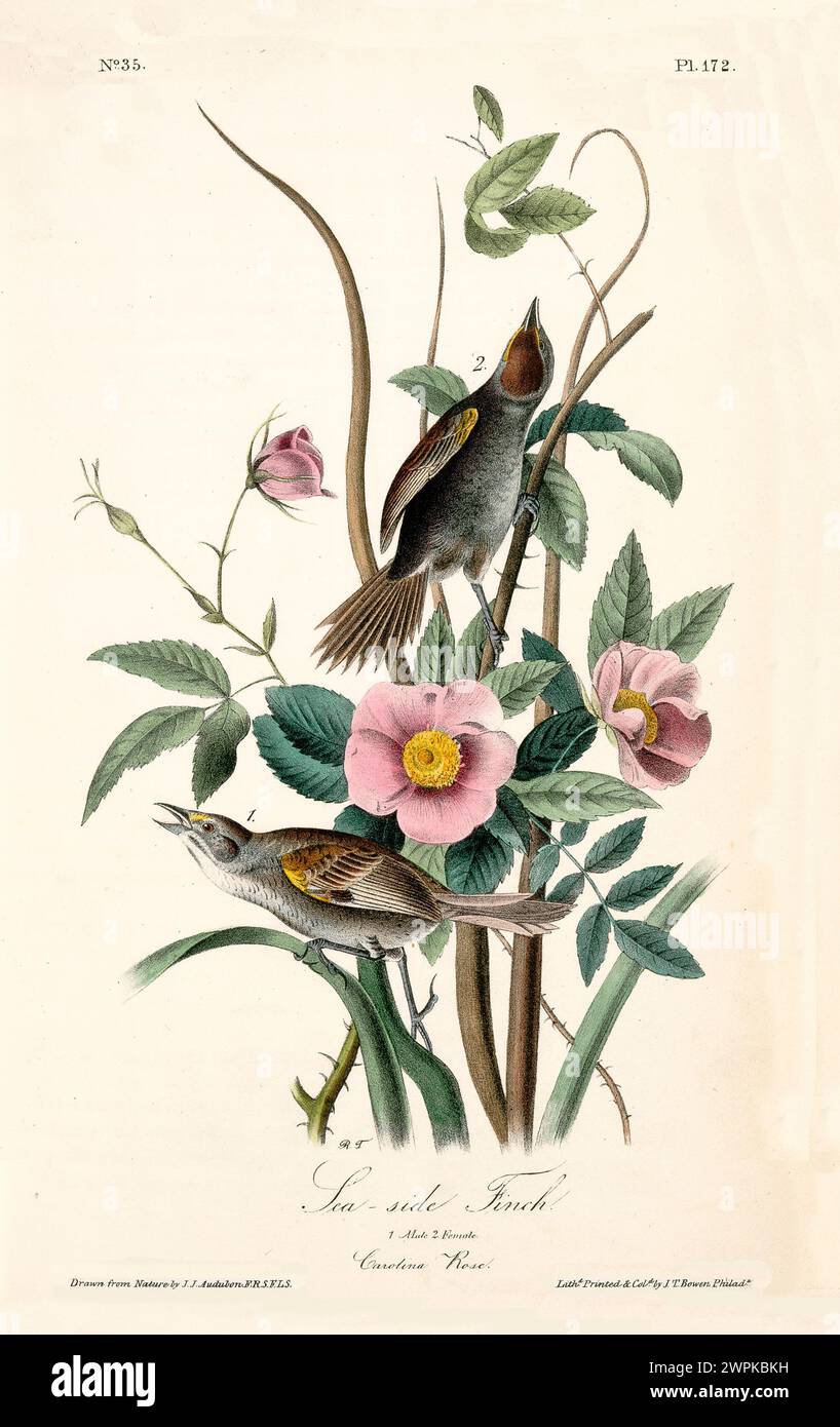 Old engraved illustration of Sea-side finch (Ammospiza maritima). Created by J.J. Audubon: Birds of America, Philadelphia, 1840 Stock Photo