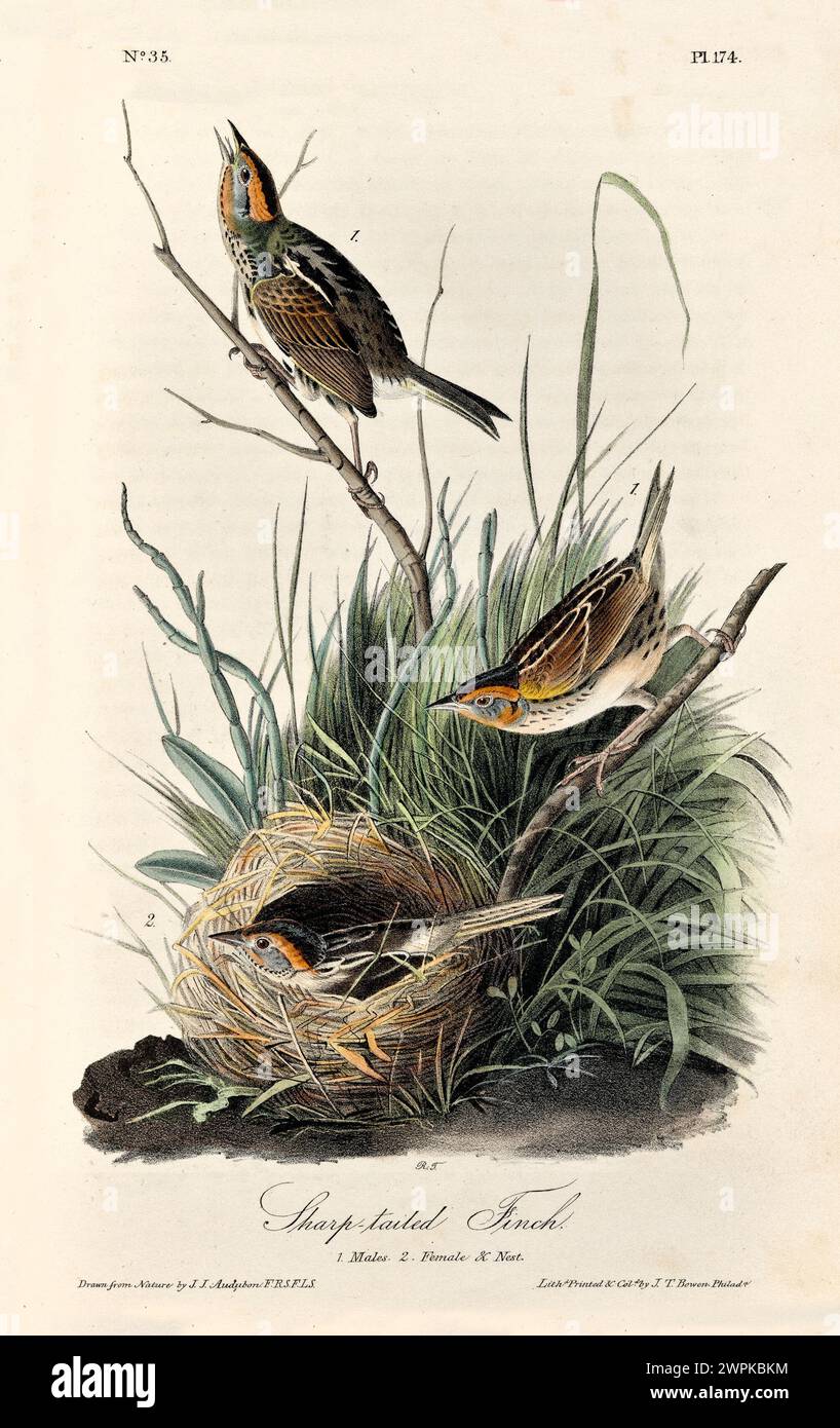 Old engraved illustration of Sharp-tailed finch (Ammospiza caudacuta). Created by J.J. Audubon: Birds of America, Philadelphia, 1840 Stock Photo