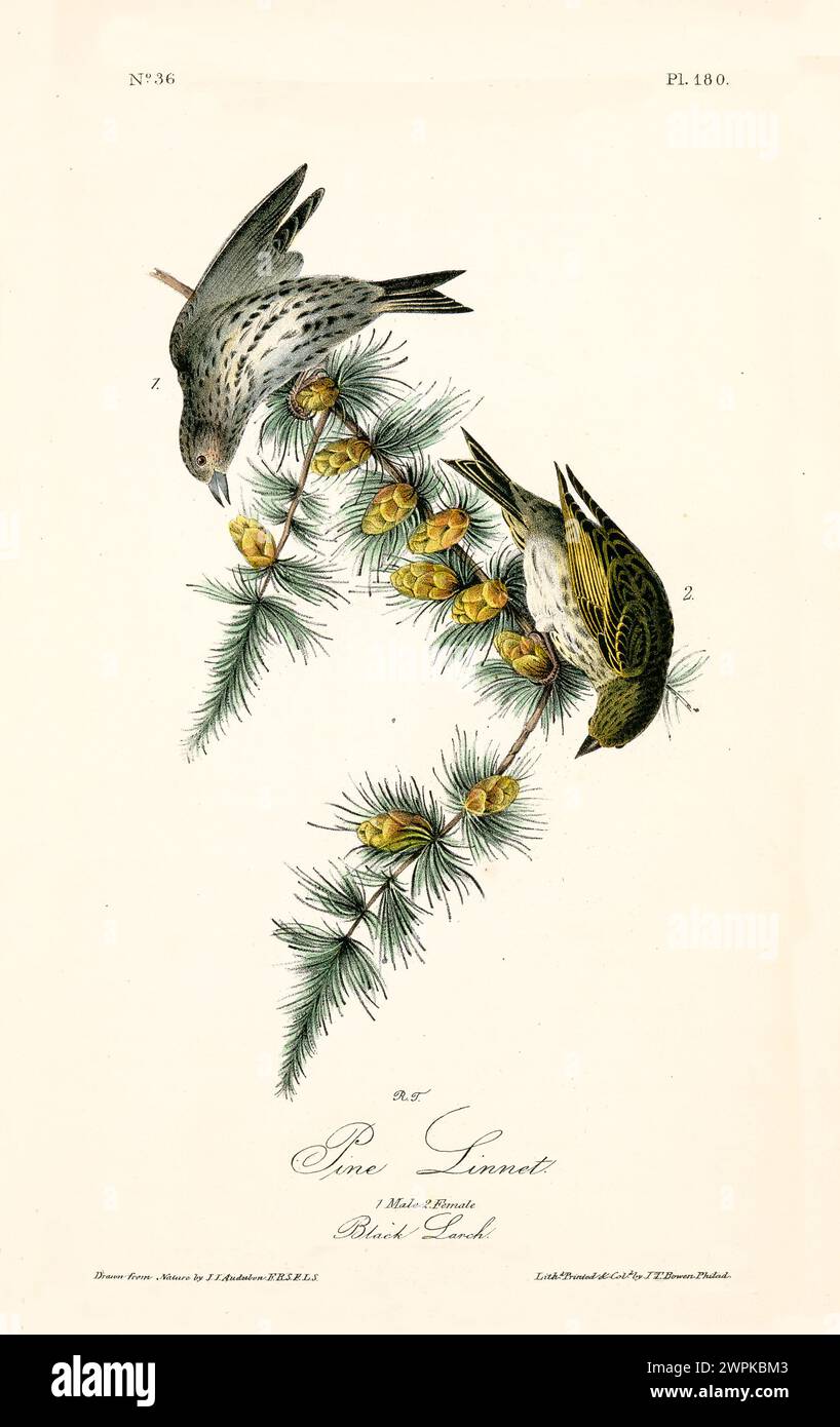 Old engraved illustration of Pine Linnet (Spinus pinus). Created by J.J. Audubon: Birds of America, Philadelphia, 1840 Stock Photo