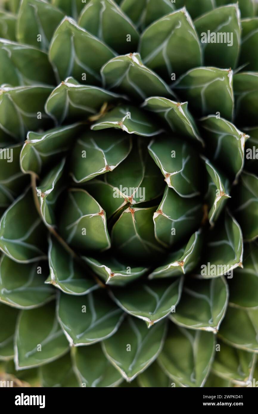 macro up close abstract agave cactus plant Stock Photo - Alamy