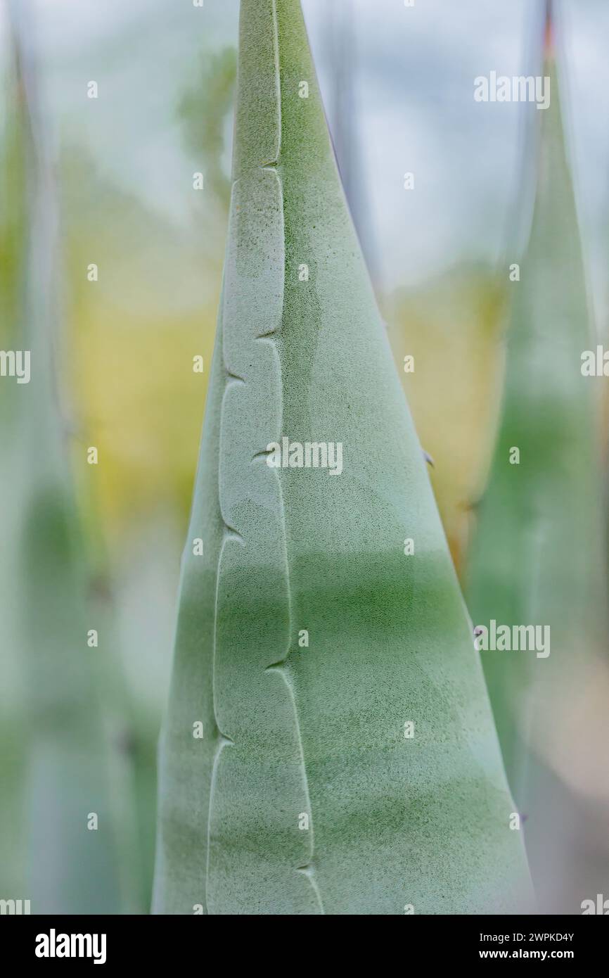 Agave Bug Green macro backdrop hi-res stock photography and images - Alamy