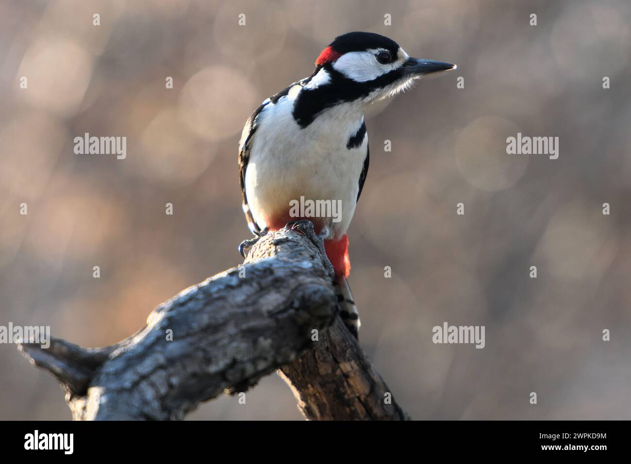 Picchio Rosso Maggiore/Great Spotted Woodpecker Stock Photo