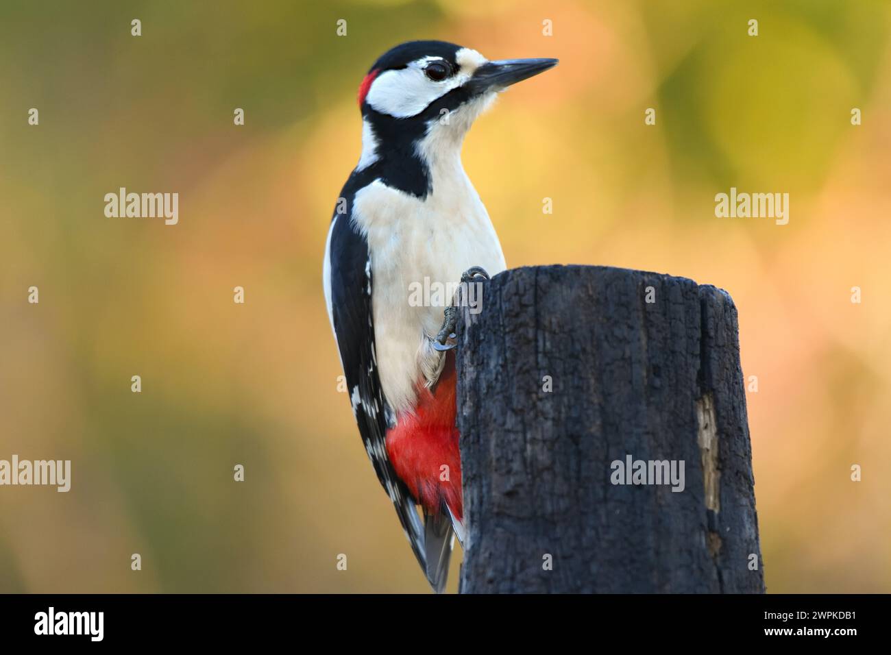 Picchio Rosso Maggiore/Great Spotted Woodpecker Stock Photo