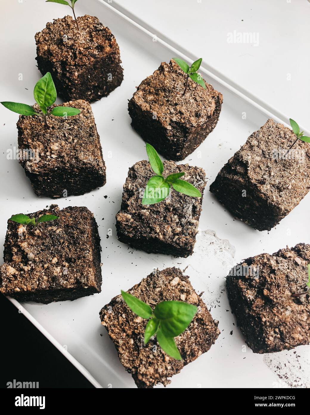 seed starting indoors with soil blocks on trays Stock Photo Alamy
