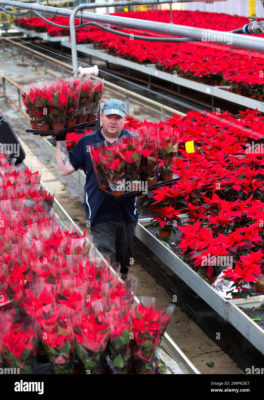 27/11/14  Nursery workers begin to grade and pack 450,000 poinsettias, Bordon Hill Nurseries, near Stratford-upon-Avon. The festive plants are grown u Stock Photo