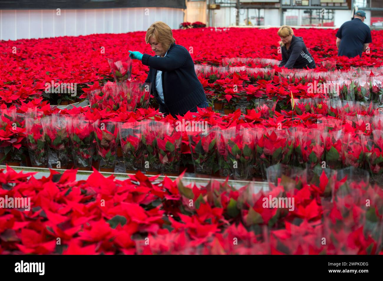 27/11/14  Nursery workers begin to grade and pack 450,000 poinsettias, Bordon Hill Nurseries, near Stratford-upon-Avon. The festive plants are grown u Stock Photo