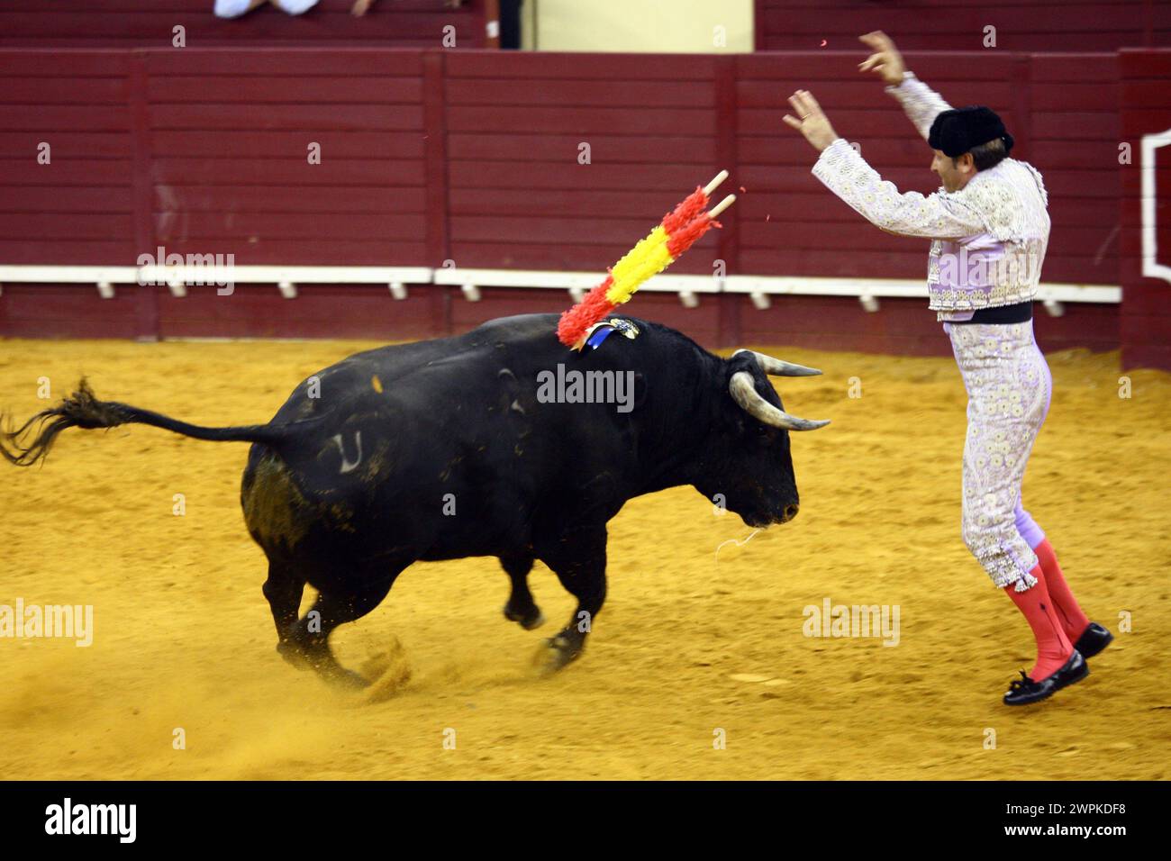 Lisbona corrida con i tori/Lisbon bullfighting with bulls Stock Photo
